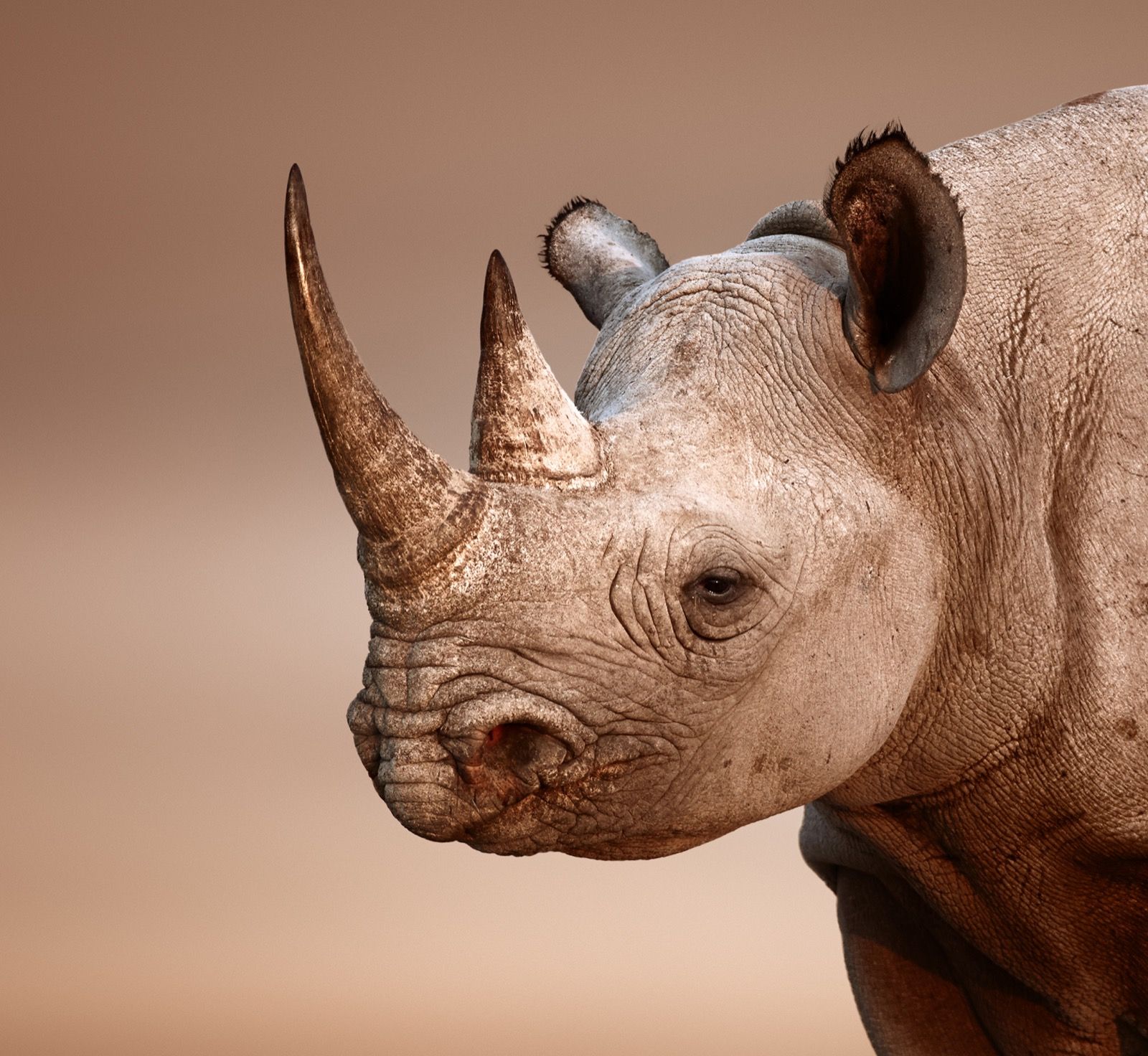 Black rhino