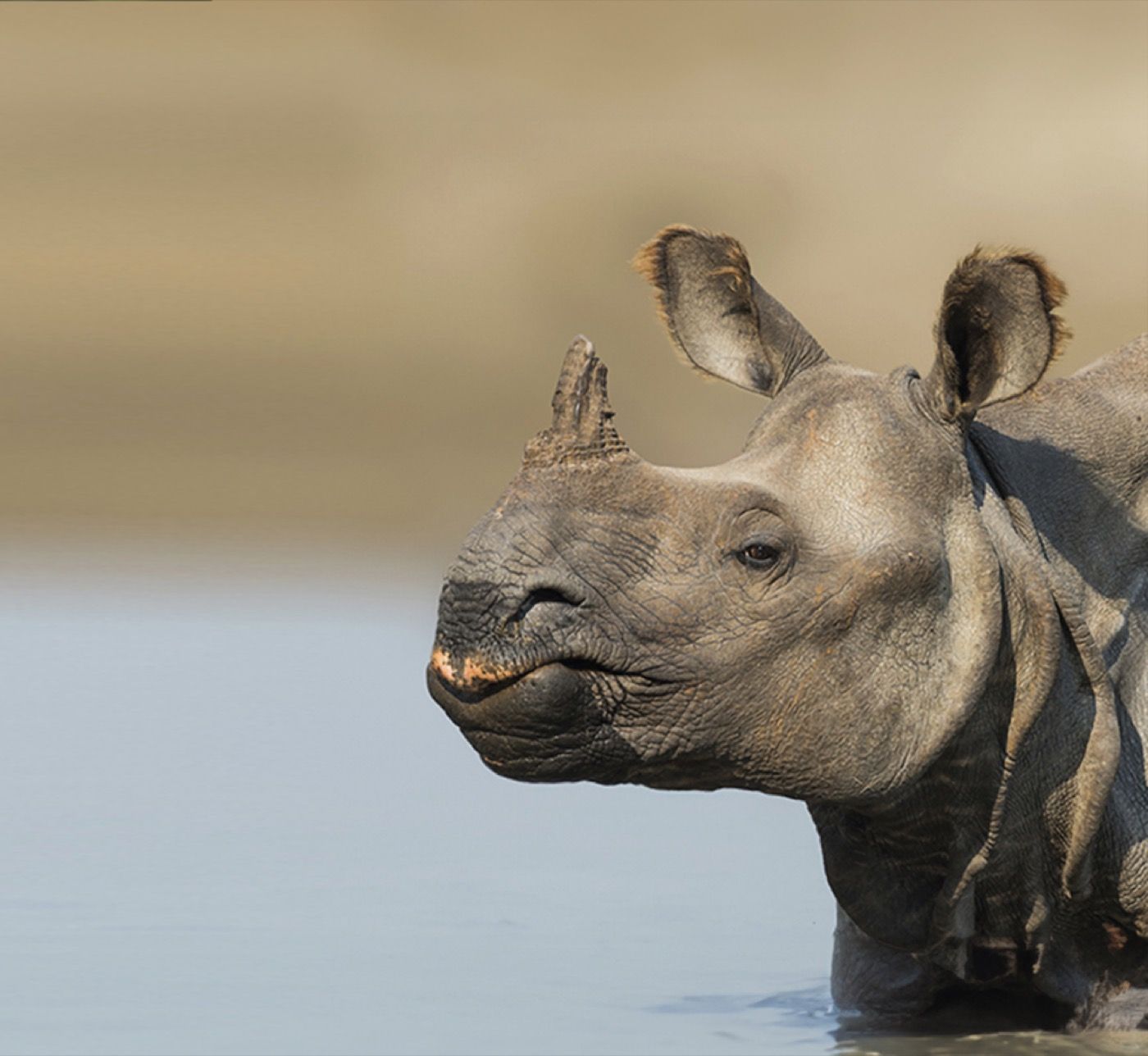 Greater one-horned rhino