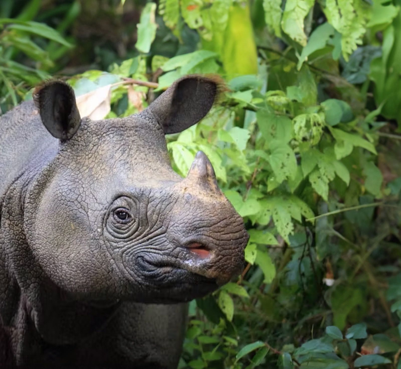 Javan rhino