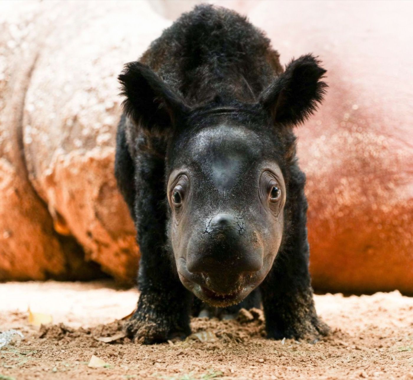 Sumatran rhino calf