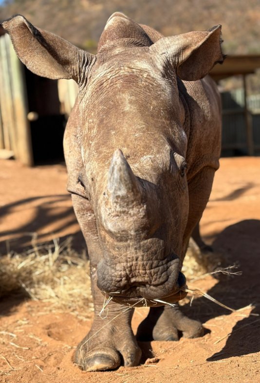 Hercules, a rhino calf, at Care for Wild