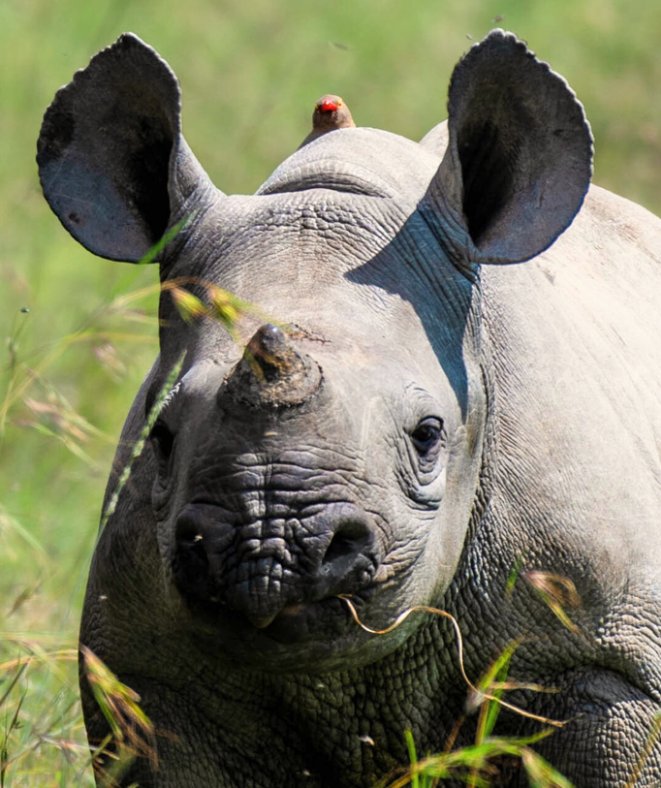 Liora, an Eastern Black rhino calf, at Ol Pejeta Conservancy