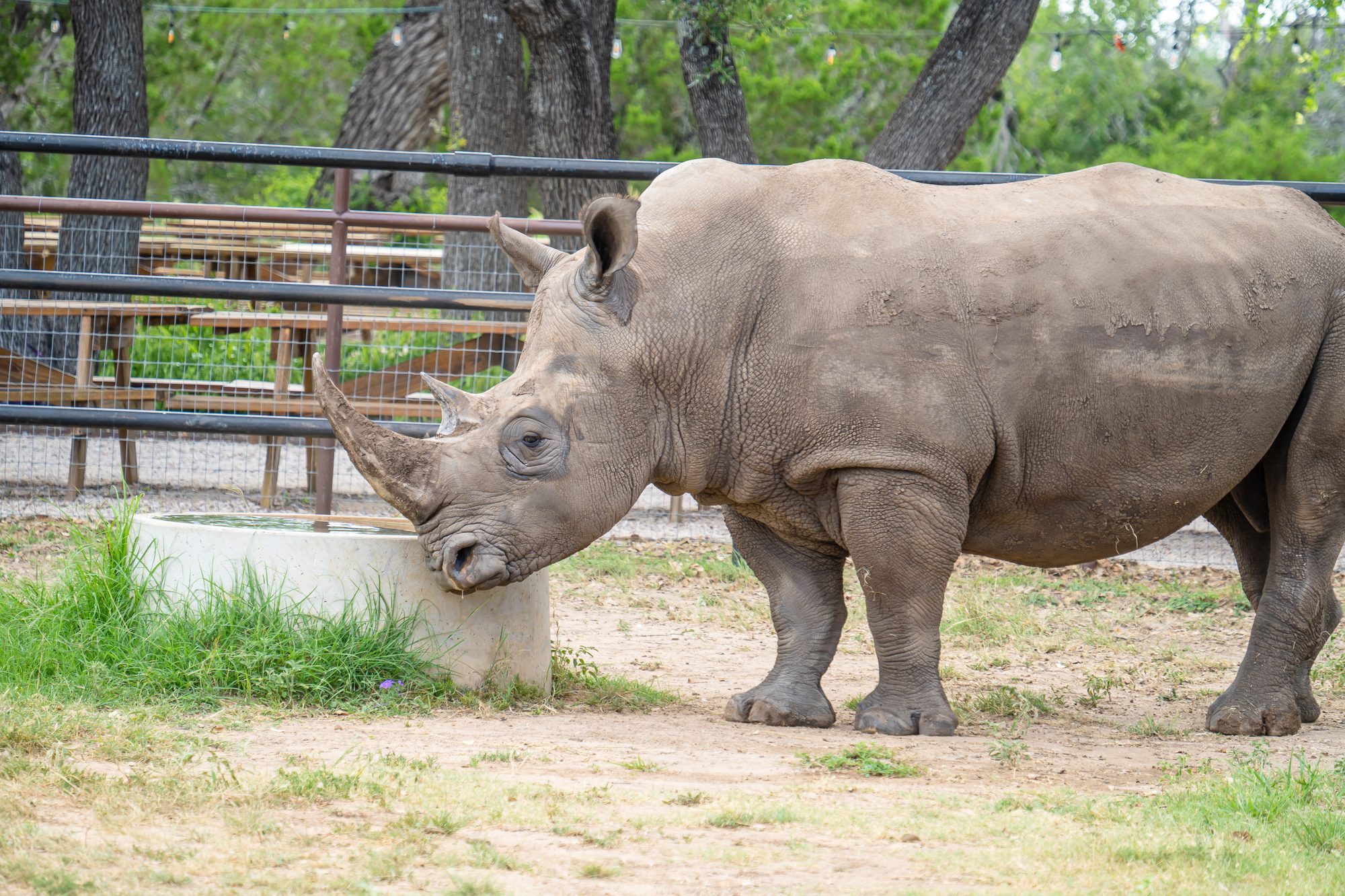 Blake, Rhinory’s Southern White Rhino, drinking at his water trough beside the tasting rail
