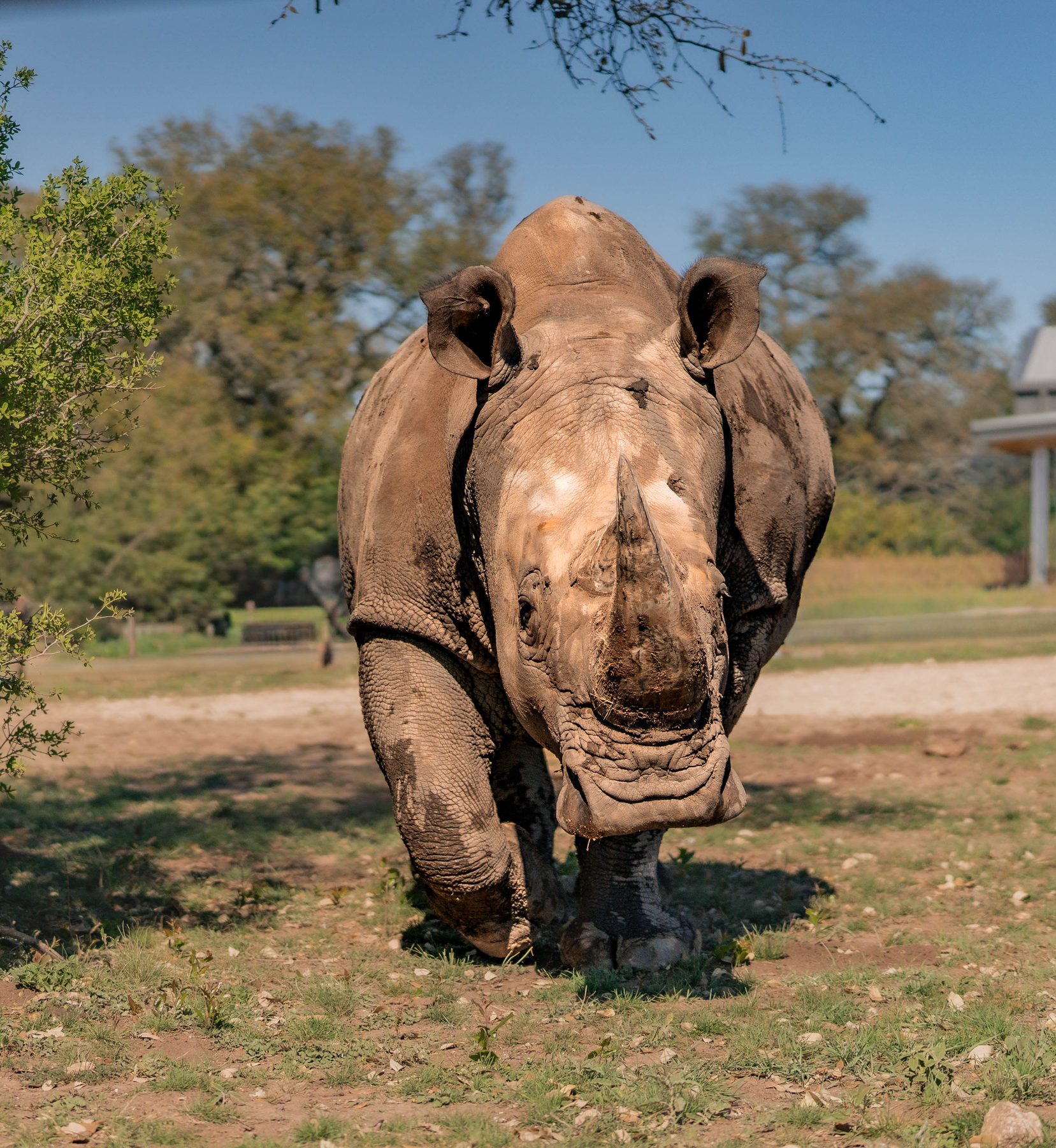 A Rhino Keeper walking Blake toward a small group of guests in the habitat