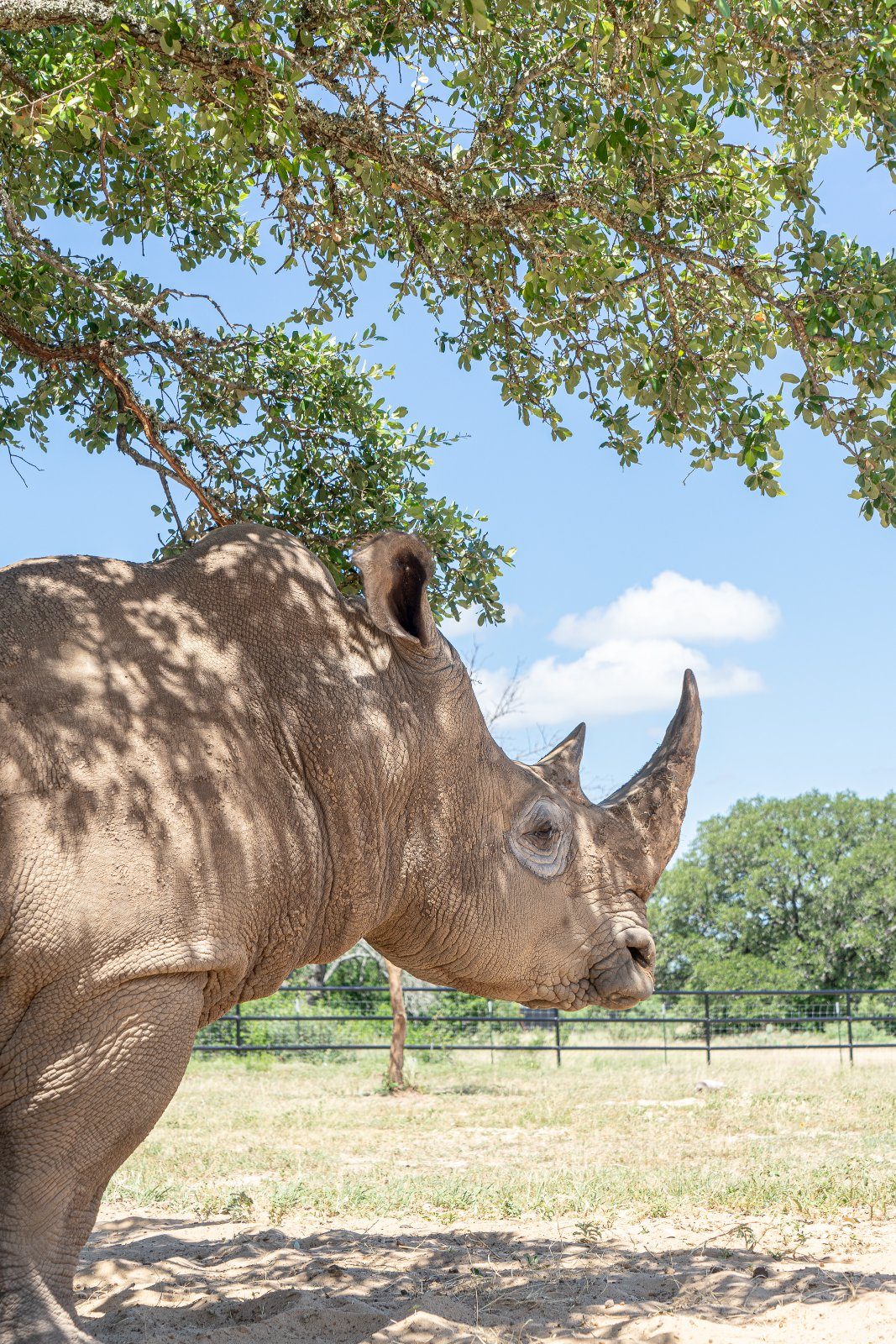 Live oaks shading the pasture at Rhinory