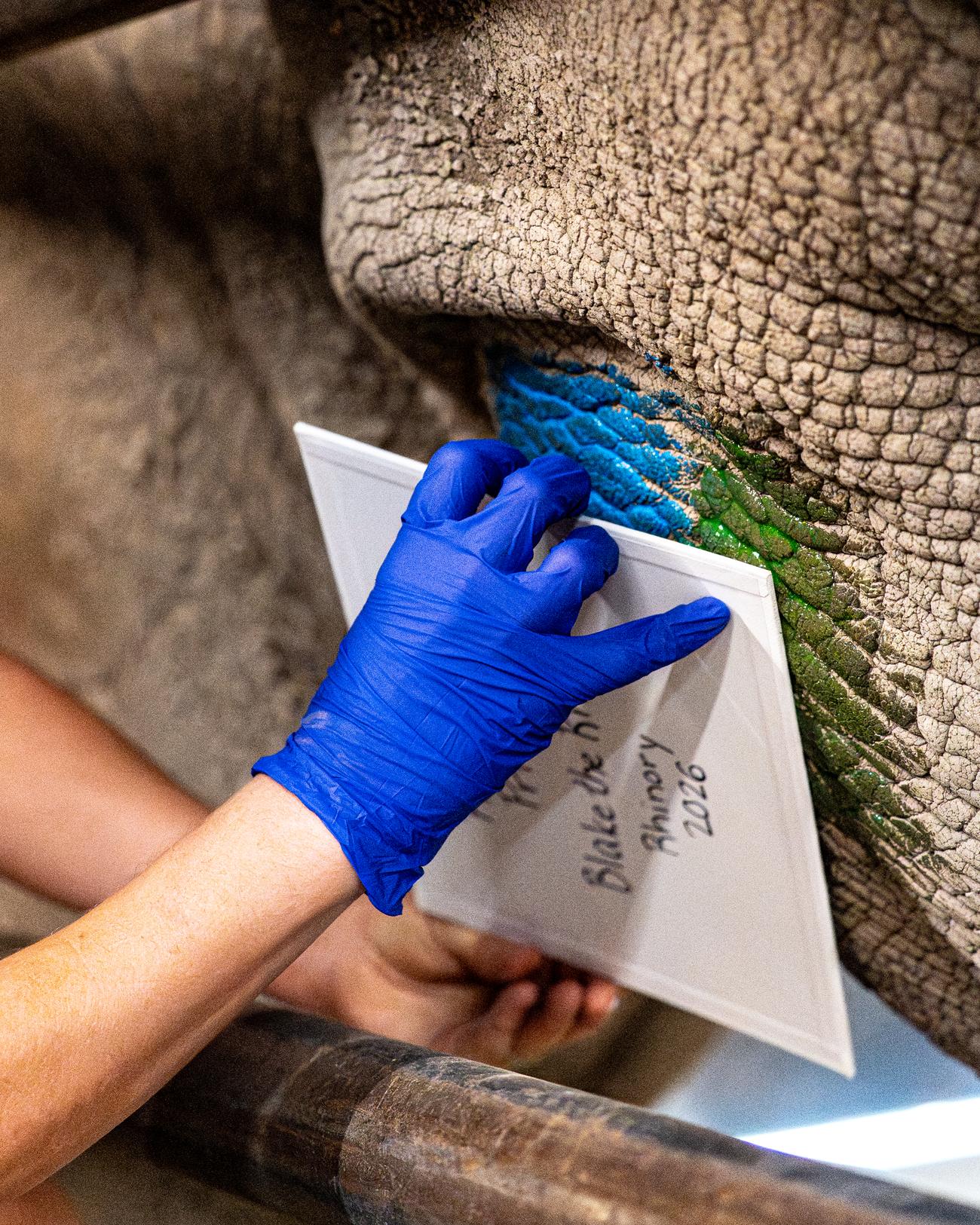 A guest applies rhino-safe paint to Blake's side with a Rhino Keeper alongside
