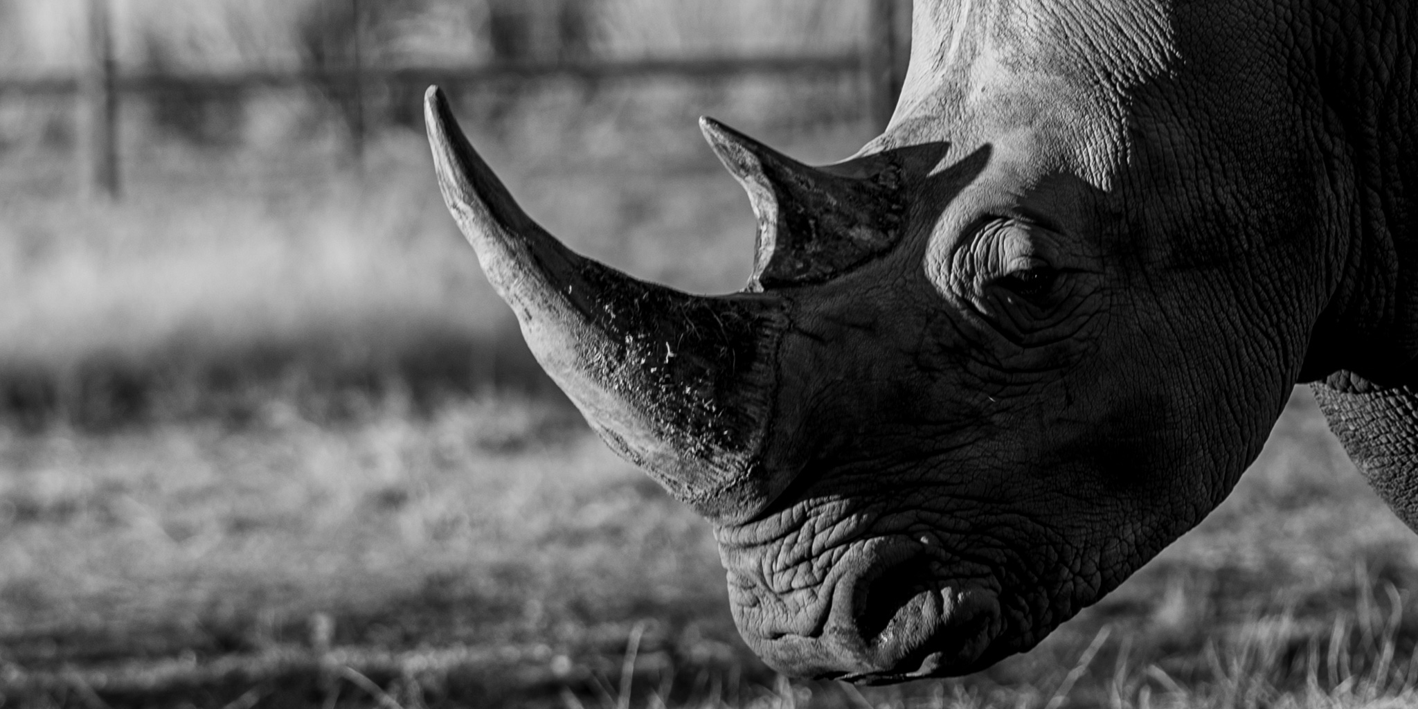 Blake — Southern White Rhino